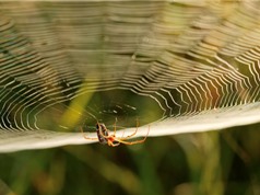 Khai thác tơ nhện: Chặng đường gian nan 